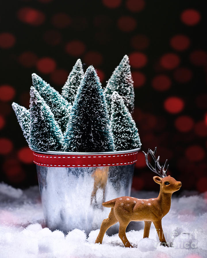 Christmas Photograph - Reindeer With Christmas Trees by Amanda Elwell