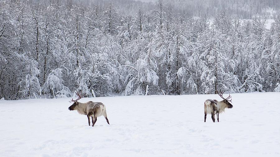 Reindeers Photograph by © Dag Aage Stenersen, Konsulent Stenersen