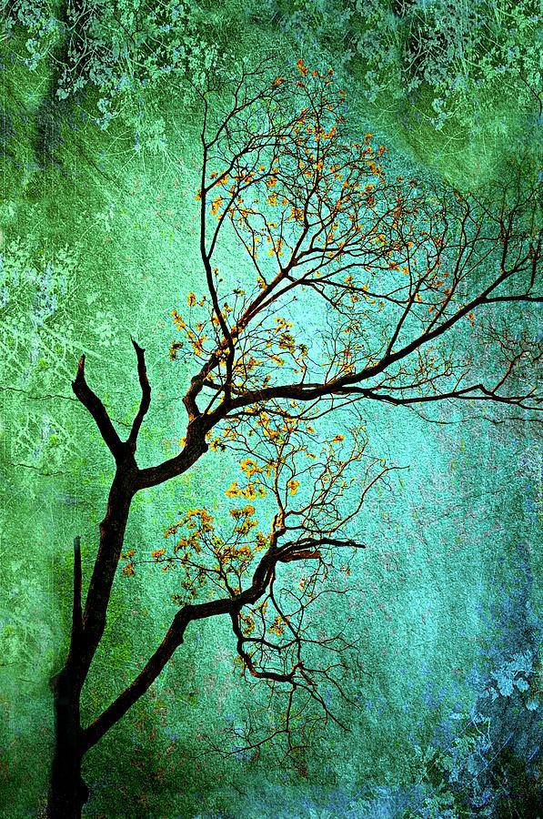 Tree Photograph - Jade by Diana Angstadt