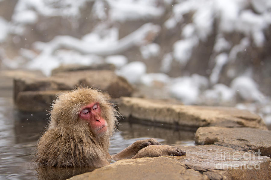 Relaxation in the Onsen Photograph by Natural Focal Point Photography