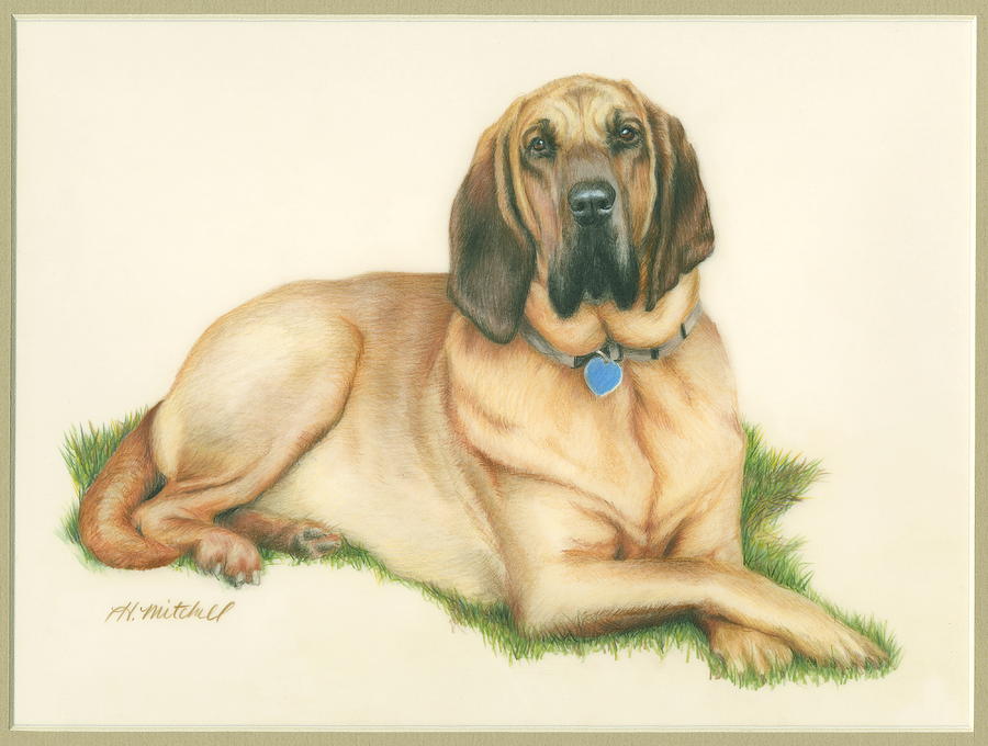 Relaxed Bloodhound Drawing by Heather Mitchell