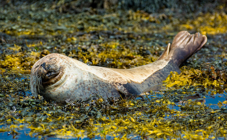 Relaxed seal at the scottish coast Photograph by Andreas Berthold
