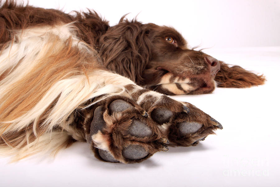Relaxed Spaniel Photograph by Christine Steimer