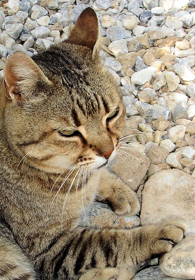 Relaxed Tabby Cat Against Stones And Pebbles Photograph