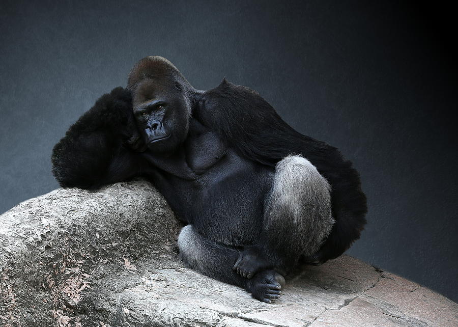 Relaxing Adult Male Gorilla Photograph by © Debi Dalio