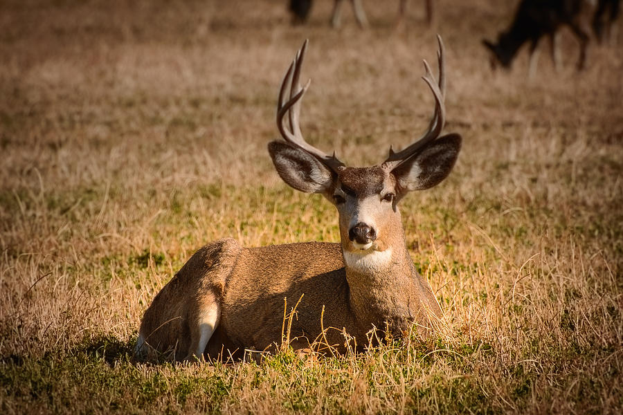 Relaxing Buck Photograph by Janis Knight