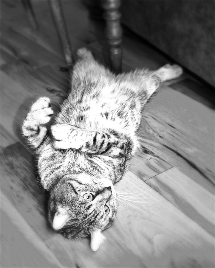 Relaxing Cat Photograph by Susan Leggett