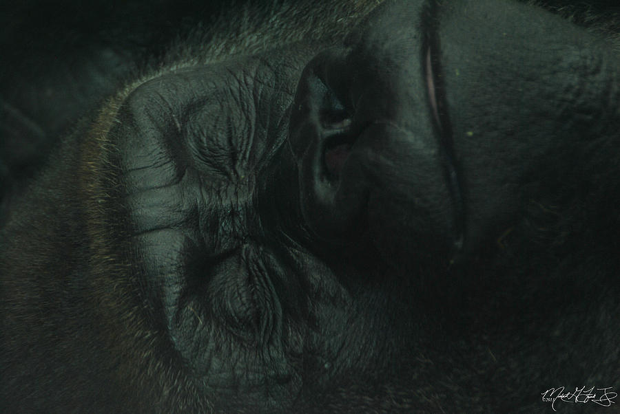 Relaxing Silver Back Gorilla at The Buffalo Zoo Photograph by Michael Frank Jr