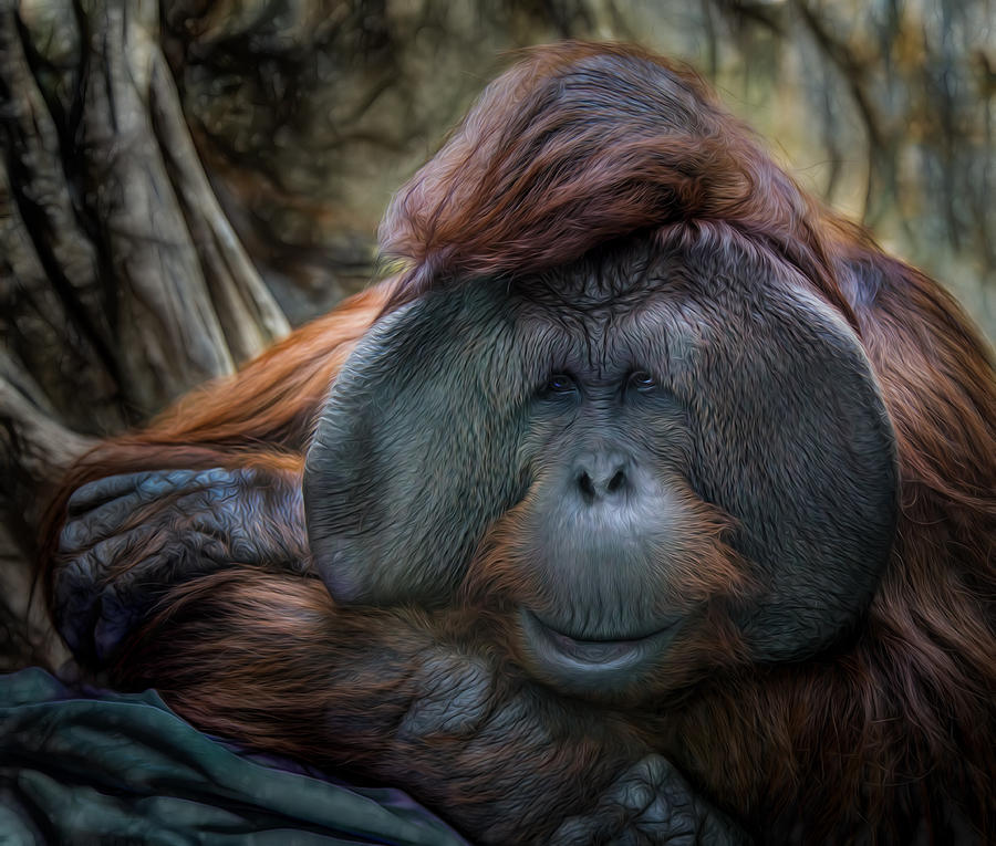 Orangutan Mixed Media - Relaxing by Victor Ozogar