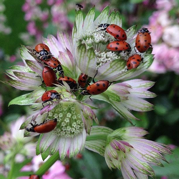 Released My Ladybugs I Bought To Eat My Photograph by Rita Frederick