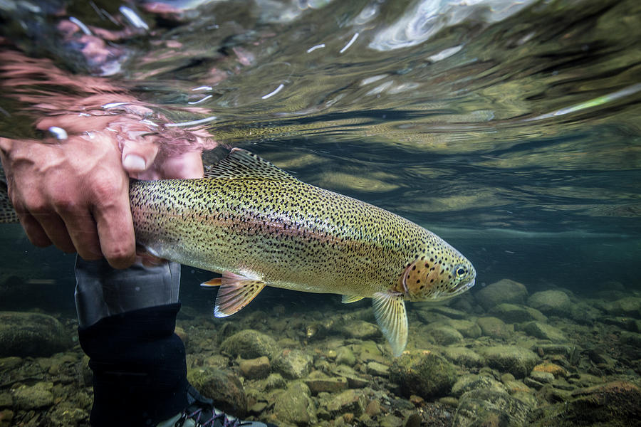 rainbow trout rainbow trout