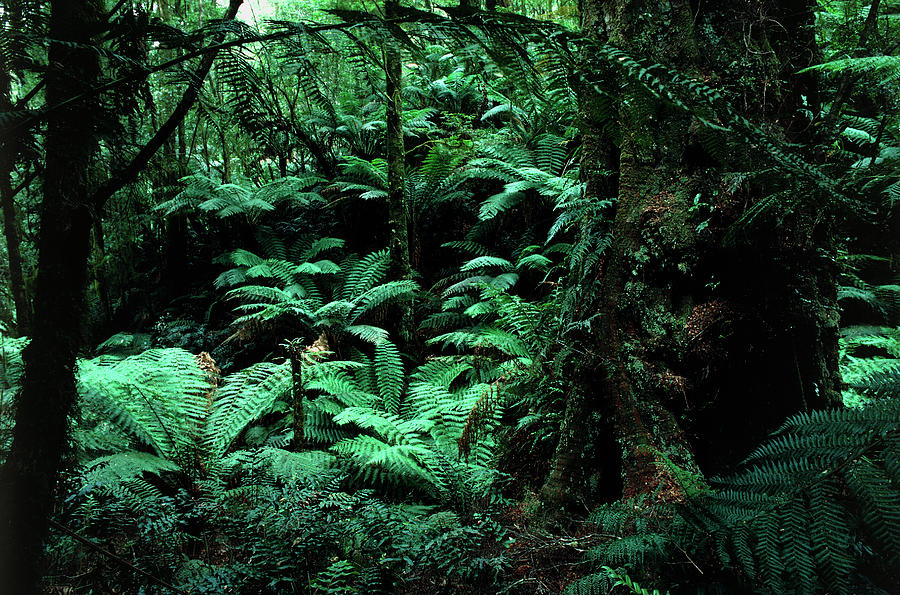 Relic Rain Forest Photograph by Peter Menzel/science Photo Library