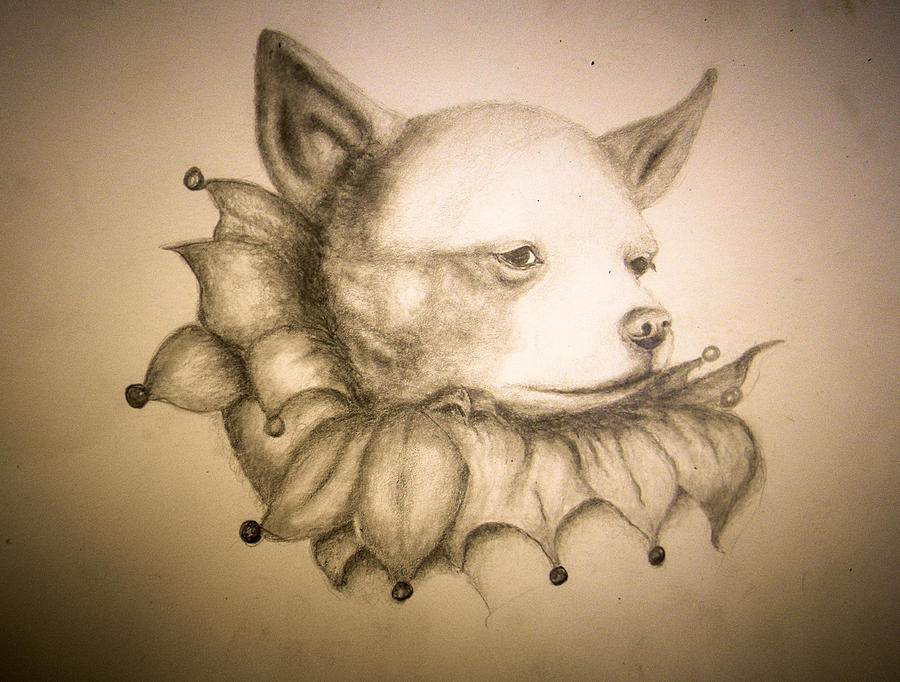 Chihuahua Drawing - Reluctant Jester by Suzie Hanscom