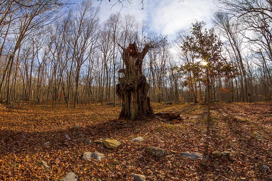 Remains of the Ledyard Oak Photograph by Kirkodd Photography Of New England