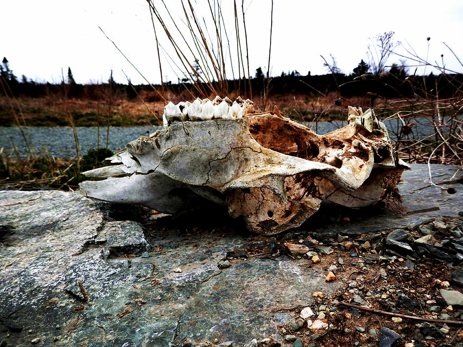 Remains Photograph by Zinvolle Art