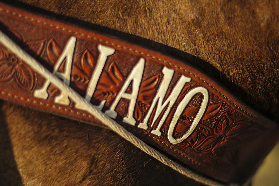 Remember the Alamo Photograph by Amber Kresge