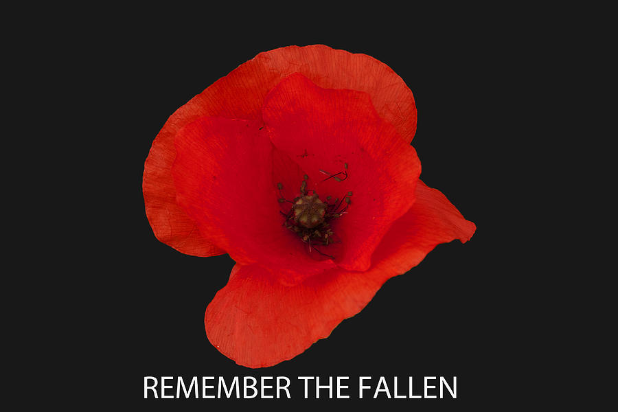 Remember the fallen Photograph by Paul Scoullar