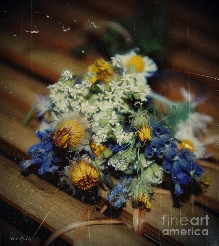 Flower Photograph - Remembering July by Marija Djedovic