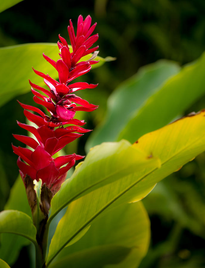 Remembering Kauai Photograph by Paul Howard - Fine Art America