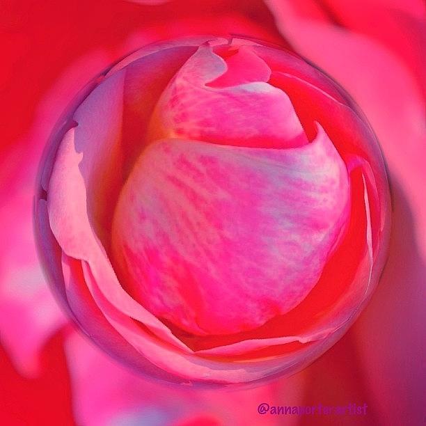 Flower Photograph - Remembering Roses #marblecam #art by Anna Porter