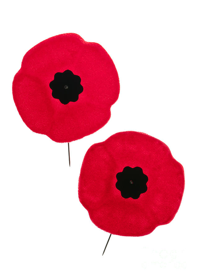 remembrance poppy images