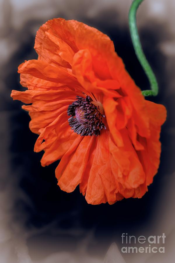 Remembrance Day Poppy Photograph by Henry Kowalski