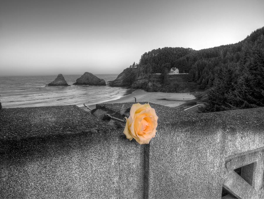 Rose Photograph - Remembrance by HW Kateley