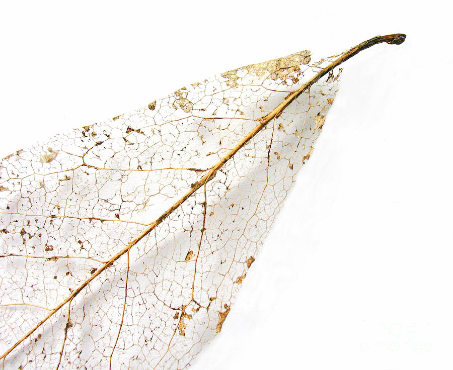 Fall Photograph - Remnant Leaf by Ann Horn