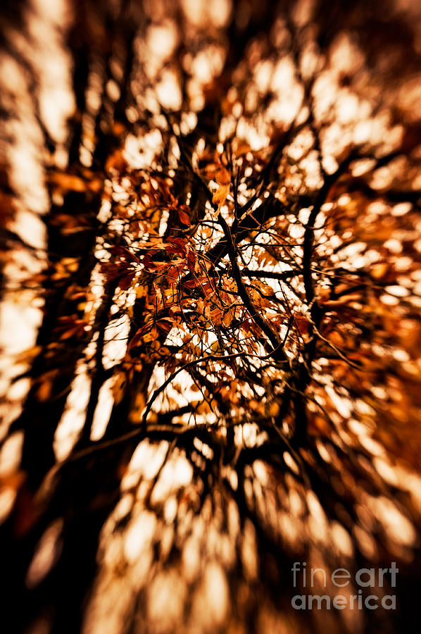 Remnants of Fall Photograph by Venetta Archer
