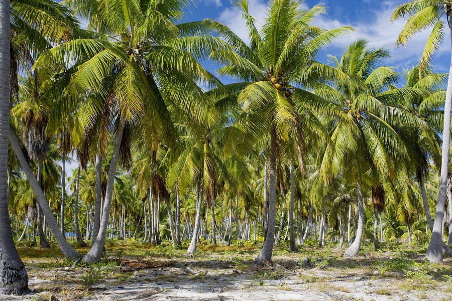 Remote Island covered in Coconut Palms Photograph by M Swiet Productions