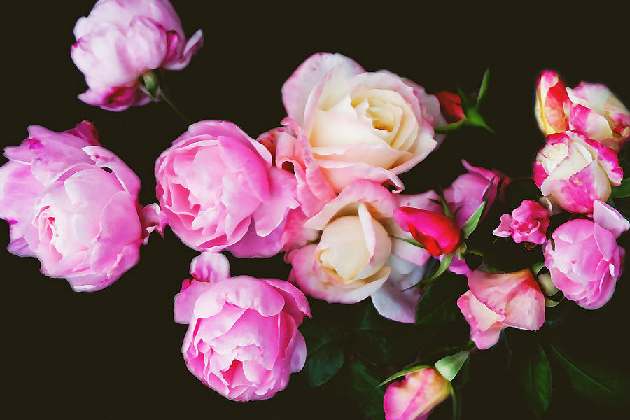 Renaissance Roses Photograph by Vanessa Thomas