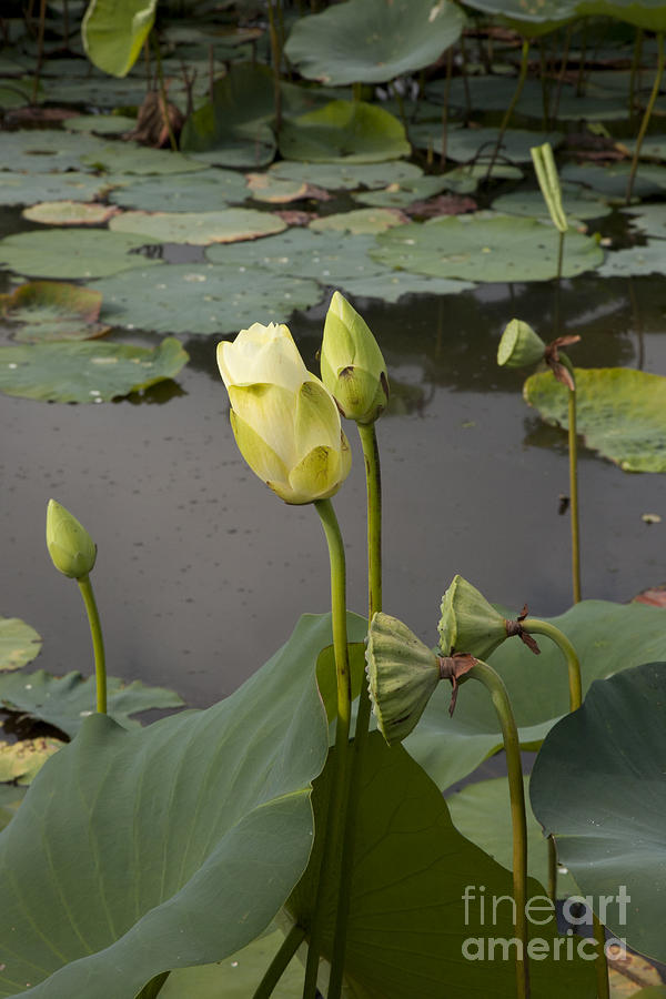 Lotus Photograph - Renawal by Amanda Barcon