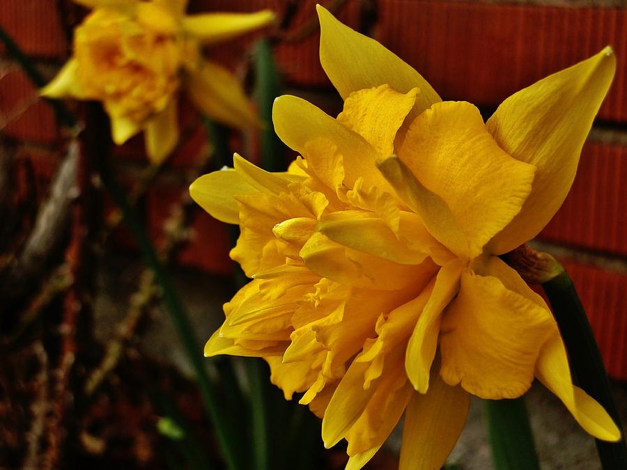 Renaissance Daffodil Photograph by VLee Watson