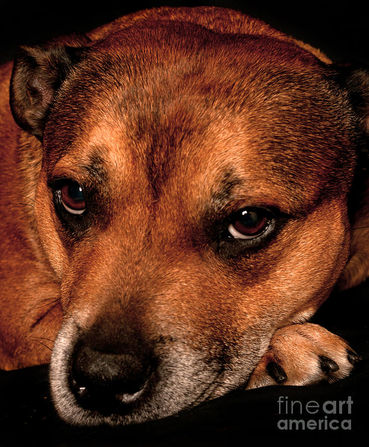 Dog Photograph - Reno by Dominique De Leeuw