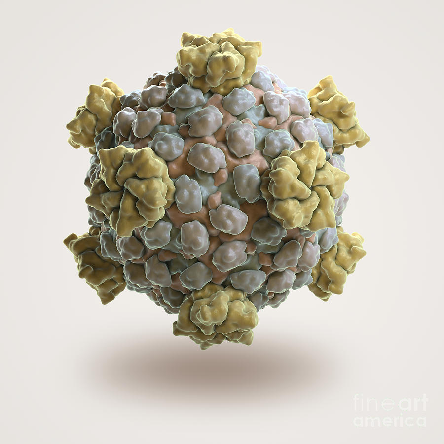 Reoviridae Photograph - Reovirus Core by Science Picture Co