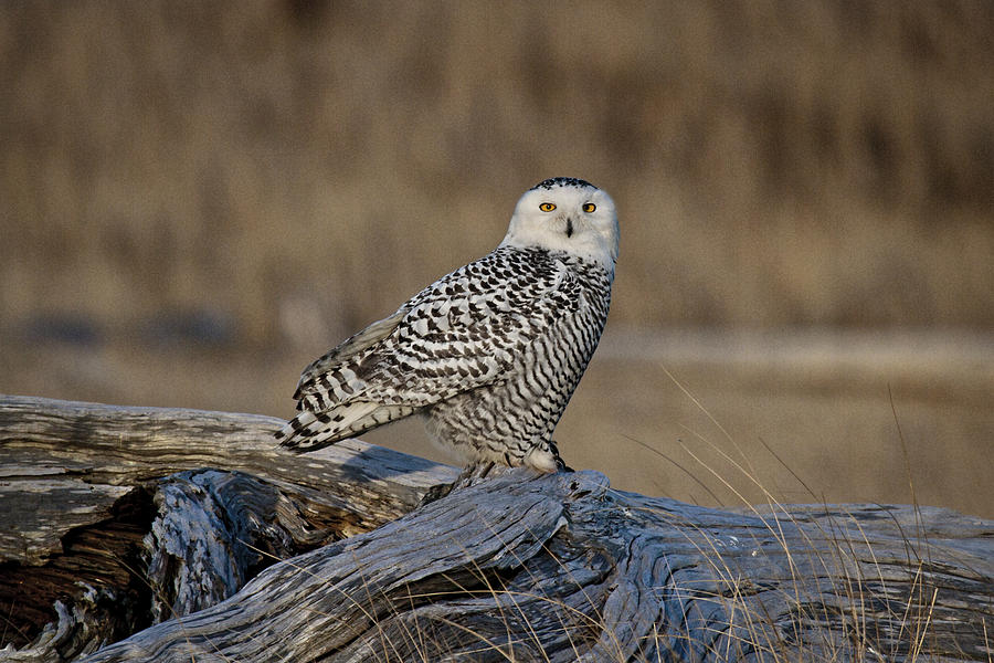 Repeat Snowy Owl Visit Photograph by Wes and Dotty Weber