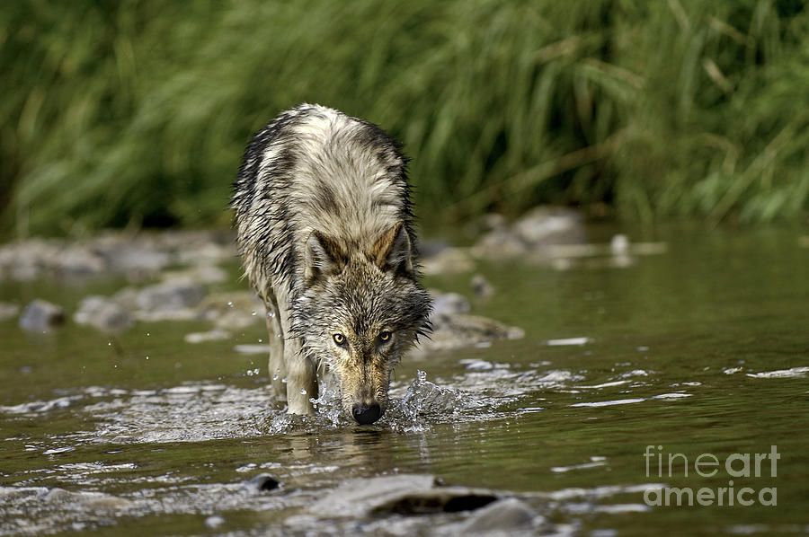 Wolf Photograph - Replenish by Wildlife Fine Art