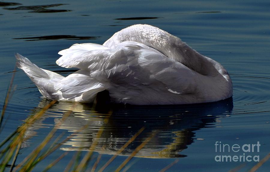 Reposing Swan Digital Art by Dale   Ford