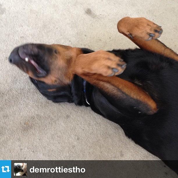Rottweiler Photograph - #repost From @demrottiestho With by Sean OCallaghan