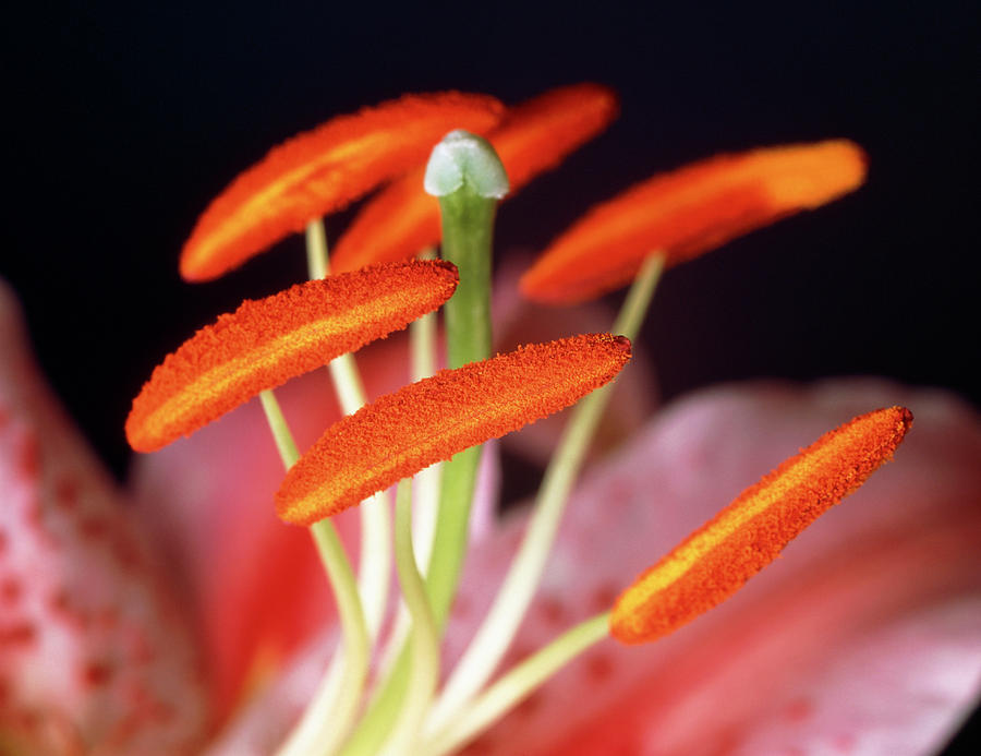 Reproductive Parts Of A Lily Flower Photograph by Martin Land/science