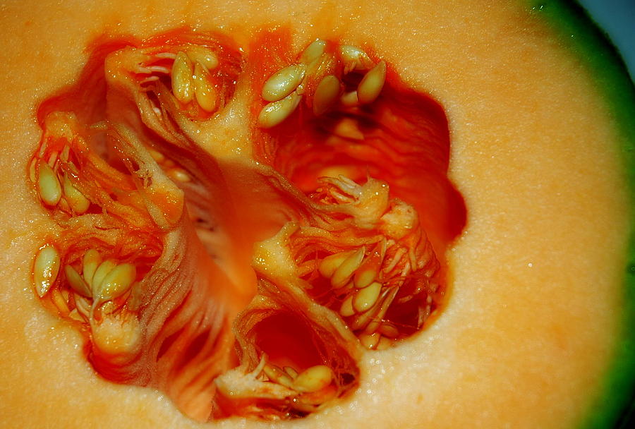 Reproductive System Of A Melon Photograph by Bruce Carpenter