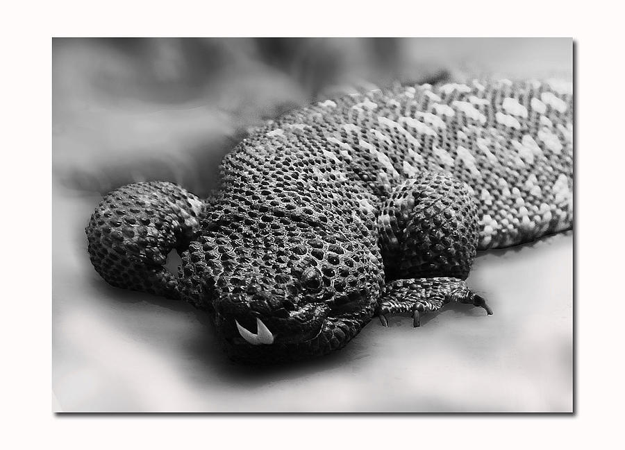 Reptile Photograph by Christine Sponchia