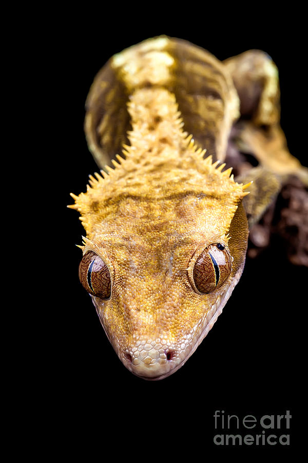 Reptile close up on black Photograph by Simon Bratt