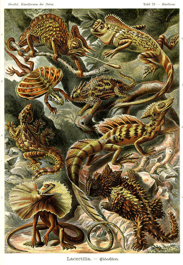 Reptile Painting by Ernst Haeckel - Fine Art America