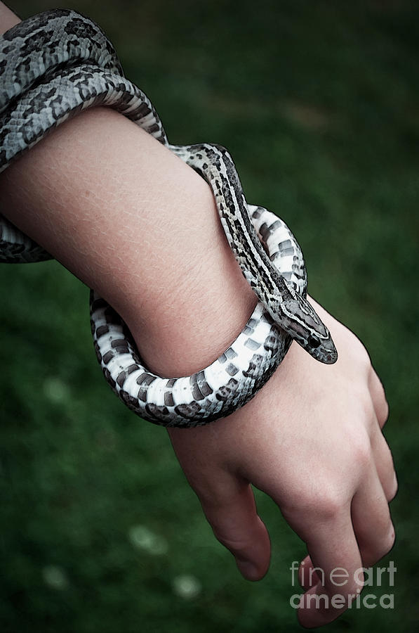 Reptile Jewelry Photograph by Gwyn Newcombe