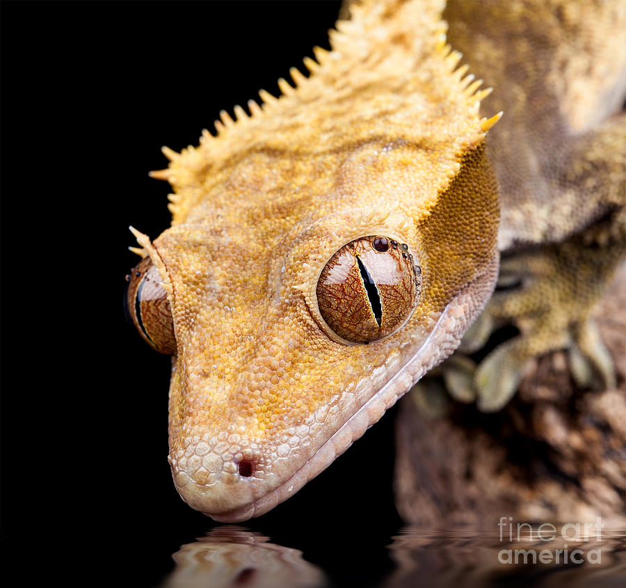 Reptile near water close up Photograph by Simon Bratt