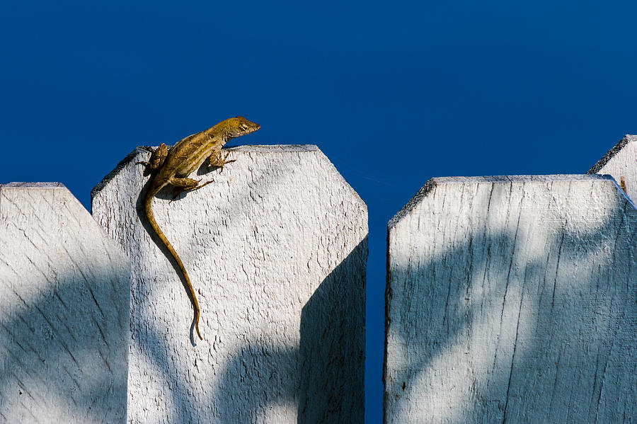 Reptile on a Fence Photograph by Ed Gleichman