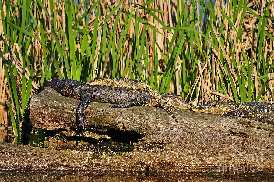 Reptile Relaxation Photograph by Al Powell Photography USA