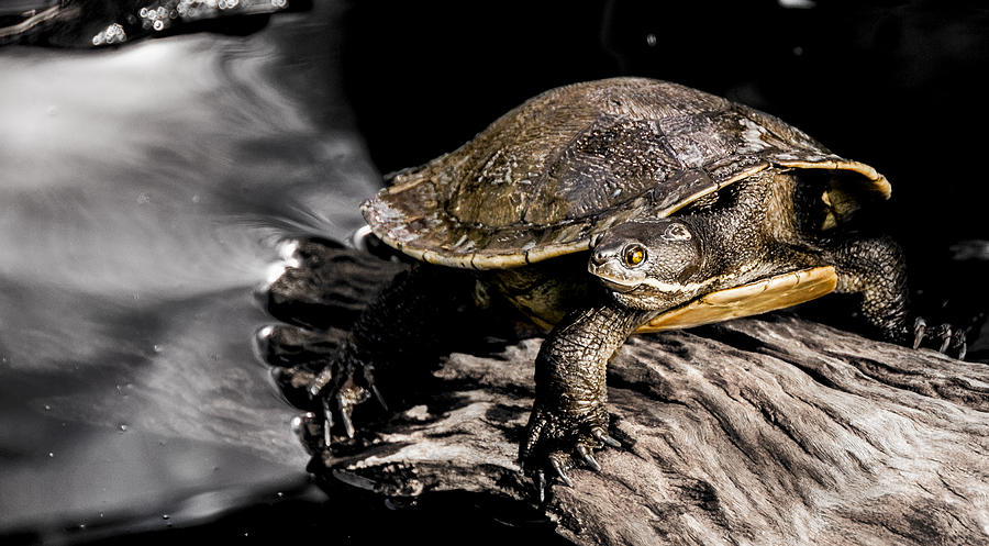 Reptilian Photograph By Andrew Prince 