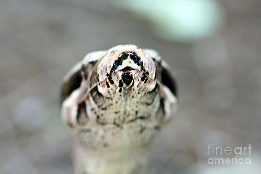 Snake Photograph - Reptilian Beauty by Inspired Nature Photography Fine Art Photography